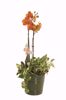Picture of 4 Asst Dynamic Jewel Pot Cover 6"