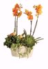 Picture of 4 Asst Dynamic Jewel Planter 12"