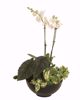 Picture of CeraMix 20.75" Blackwash Nova Bowl Planter 7 Gal.