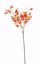Picture of 30" Red/Yellow Berry Spray X19