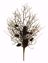 Picture of 18" Pine Cone/Twig Spray
