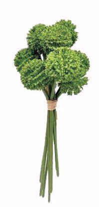 Picture of 10.25" Green Craspedia Bundle W/Raffia x9
