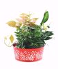 Picture of Embossed Hearts Planter 12"