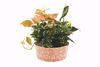 Picture of 4 Asst Toile Dish Garden 12"