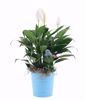 Picture of 6 Asst Color Pop Pot Cover 4.5"