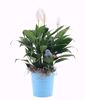 Picture of 6 Asst Color Pop Pot Cover 6.75"