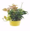 Picture of 6 Asst Color Pop Dish Garden 9.75"