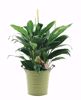 Picture of 3 Asst BOHO Garden Pot Cover 4.5"
