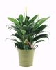 Picture of 3 Asst BOHO Garden Pot Cover 6.75"