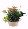 Picture of 3 Asst BOHO Garden Dish Garden 12"
