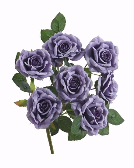 Picture of 14" Rose Bush X 7 Eggplant