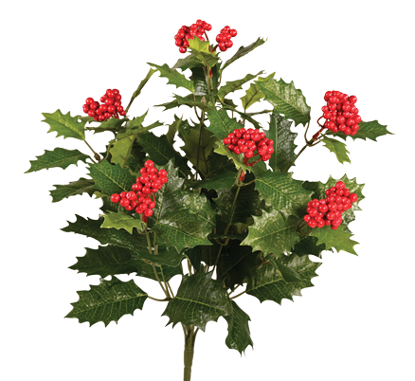 Picture of 19" Holly Berry Bush x 9