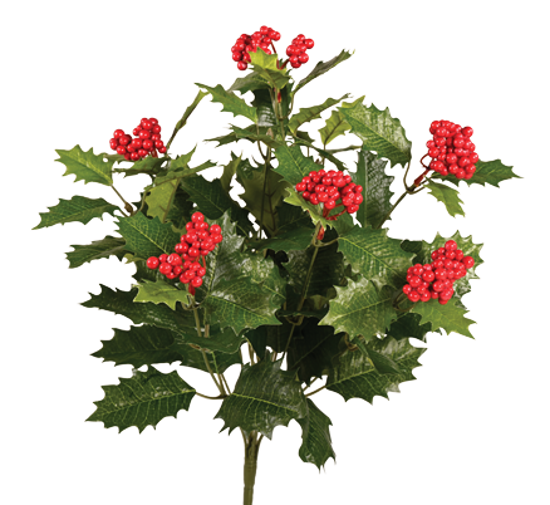Picture of 19" Holly Berry Bush x 9