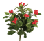 Picture of 19" Holly Berry Bush x 9