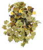 Picture of Grape Leaf W/Berries Hanging Bush x 12