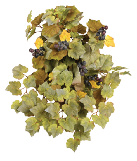 Picture of Grape Leaf W/Berries Hanging Bush x 12