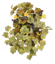 Picture of Grape Leaf W/Berries Hanging Bush x 12