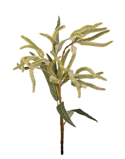 Picture of 25" Mini Amaranthus Spray x 2 - Pale Olive