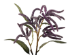 Picture of 25" Mini Amaranthus Spray x 2 - Purple