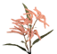 Picture of 25" Mini Amaranthus Spray x 2 - Mauve