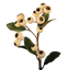 Picture of 24" Hawthorn Spray - Cream