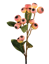 Picture of 24" Hawthorn Spray - Peach
