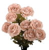 Picture of 21" Ranunculus Bush x 9 - Ivory