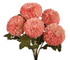 Picture of 18" Dahlia Bush x 5 - Pink