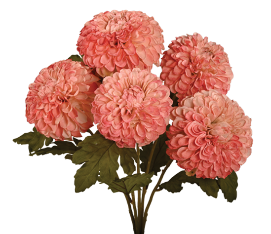 Picture of 18" Dahlia Bush x 5 - Pink