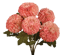 Picture of 18" Dahlia Bush x 5 - Pink