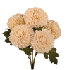 Picture of 18" Dahlia Bush x 5 - Cream
