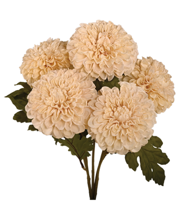 Picture of 18" Dahlia Bush x 5 - Cream