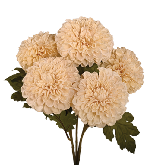 Picture of 18" Dahlia Bush x 5 - Cream