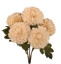 Picture of 18" Dahlia Bush x 5 - Cream