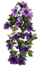 Picture of Clematis Hanging Bush x 9