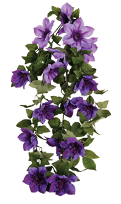 Picture of Clematis Hanging Bush x 9