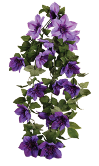 Picture of Clematis Hanging Bush x 9