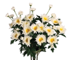 Picture of 17.5" Zinnia Bush x 5 - Cream