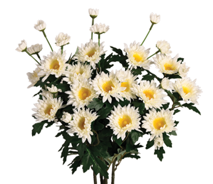 Picture of 17.5" Zinnia Bush x 5 - Cream