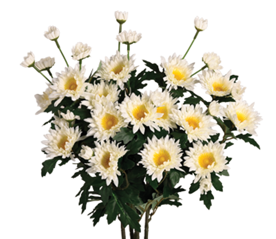 Picture of 17.5" Zinnia Bush x 5 - Cream