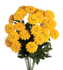 Picture of 18" Zinnia Bush x 12 - Yellow