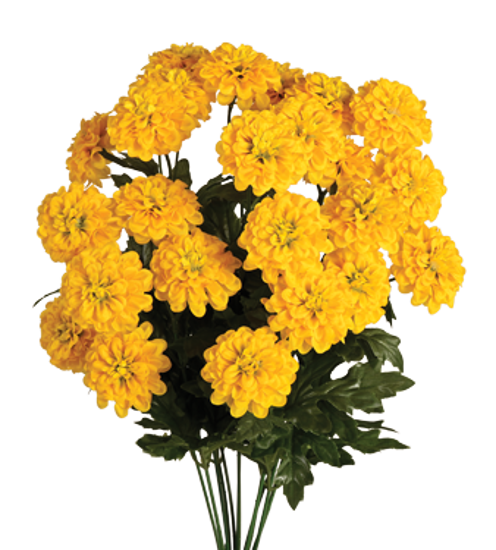 Picture of 18" Zinnia Bush x 12 - Yellow
