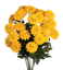 Picture of 18" Zinnia Bush x 12 - Yellow