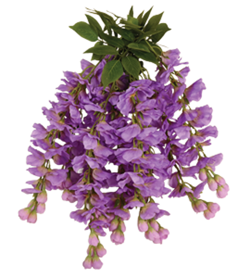 Picture of 18" Wisteria Bush x 9 - Lavender