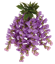 Picture of 18" Wisteria Bush x 9 - Lavender