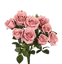 Picture of 15" Garden Rose Bush x 9 - Mauve