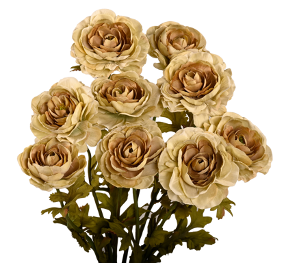 Picture of 21" Ranunculus Bush x 9 - Pale Olive