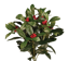 Picture of 20" laurel Leaf W/Berries Bush x 7