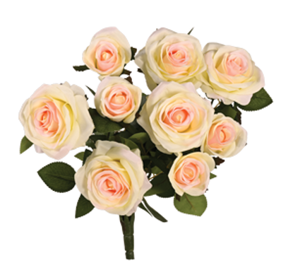 Picture of 15" Garden Rose Bush x 9 - Ivory Pink
