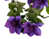 Picture of Clematis Hanging Bush x 9